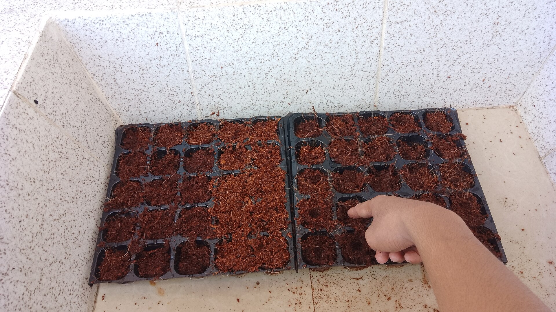 Cocopeat substrate in trays — hydroponic and nursery propagation media